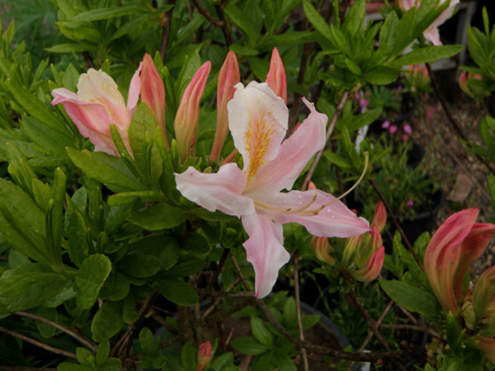 Rhododendron occidentalis