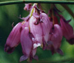 bleeding heart
