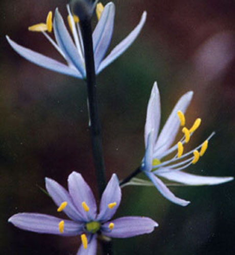 Camassia quamash