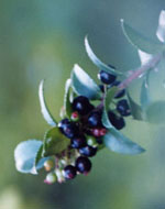 evergreen huckleberry