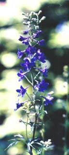 Delphinium trolifolium