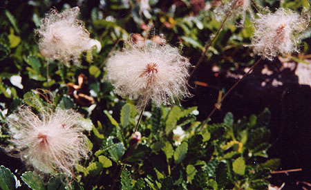 mountain avens