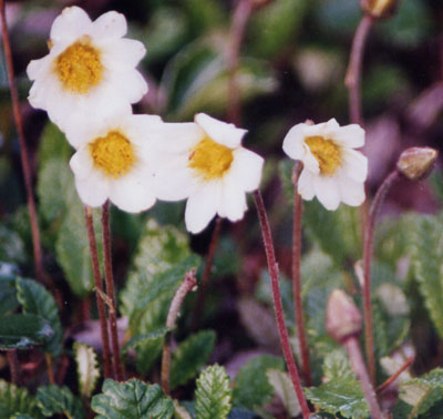 dryas in flower