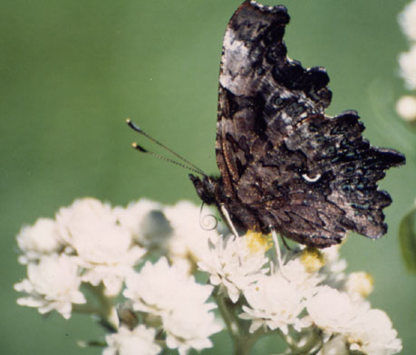 Green Comma butterfly nectaring on Pearly Everlasting