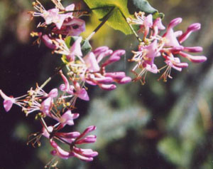 chaparral honeysuckle