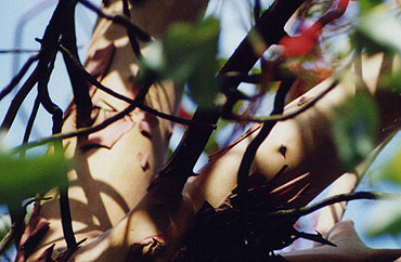 madrone with peeling bark