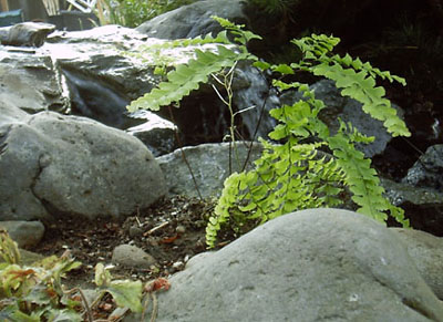 maidenhair fern with waterfall
