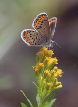 Melissa Blue on goldenrod