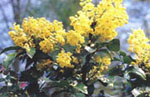 Oregon Grape