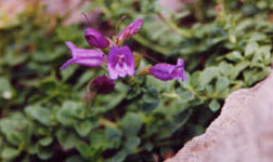 Penstemon cardwellii