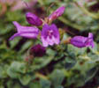 Penstemon cardwellii var.rupicola