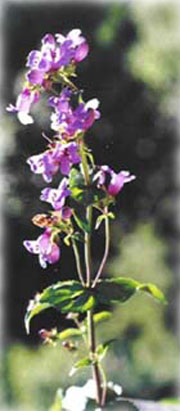 Penstemon serrulatis