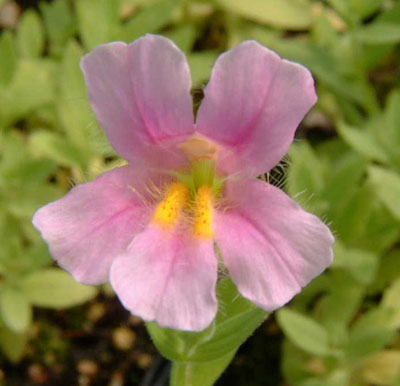 Pink Monkeyflower