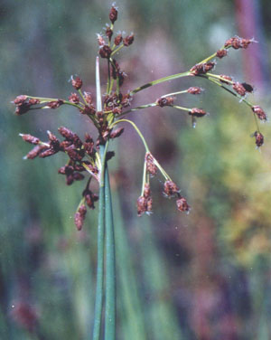 Scirpus acutus