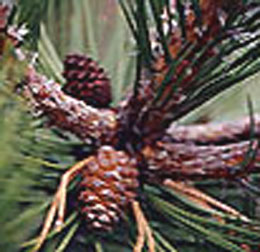 shore pine