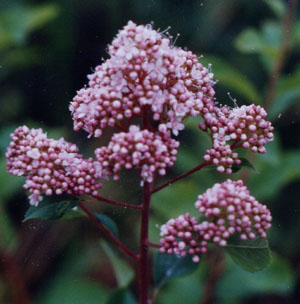 Spirea pyramidata