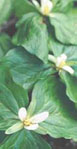 Trillium chloropetalum