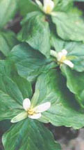 Trillium chloropetalum