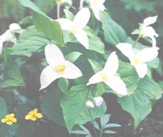 Trillium ovatum