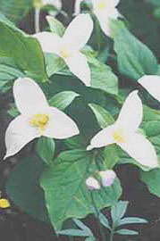 Trillium ovatum