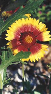 indian blanketflower