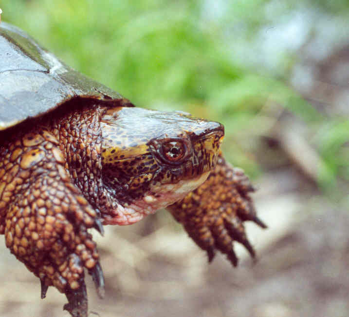 Western Pond Turtle